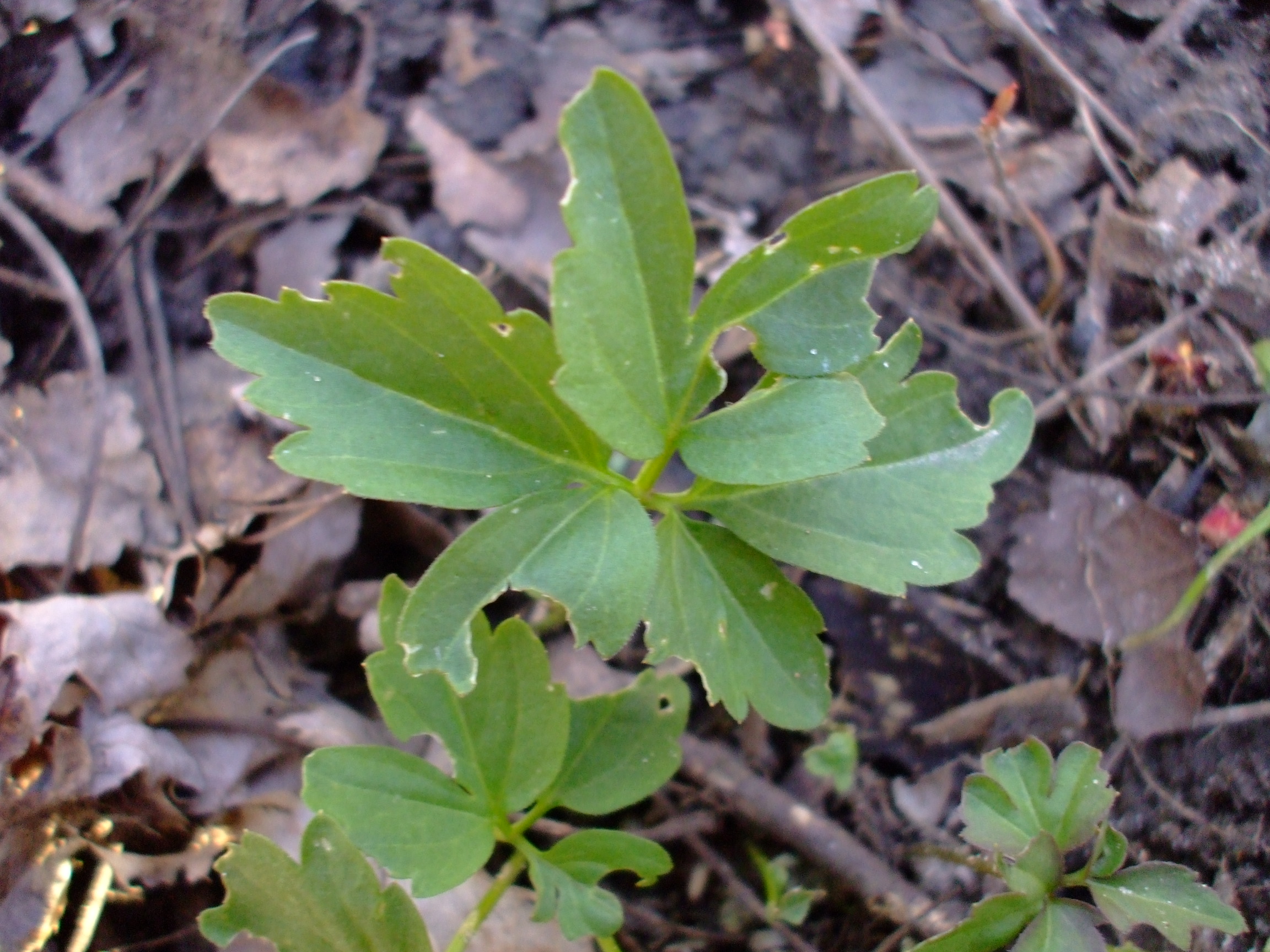 Cardamine maxima